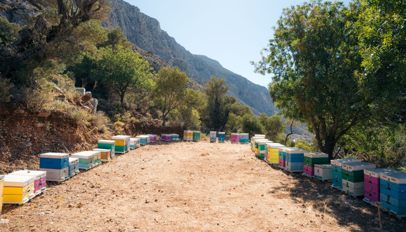 Ο γιατρός που έγινε μελισσοκόμος: Μια βιωματική συνάντηση στην Κάλυμνο