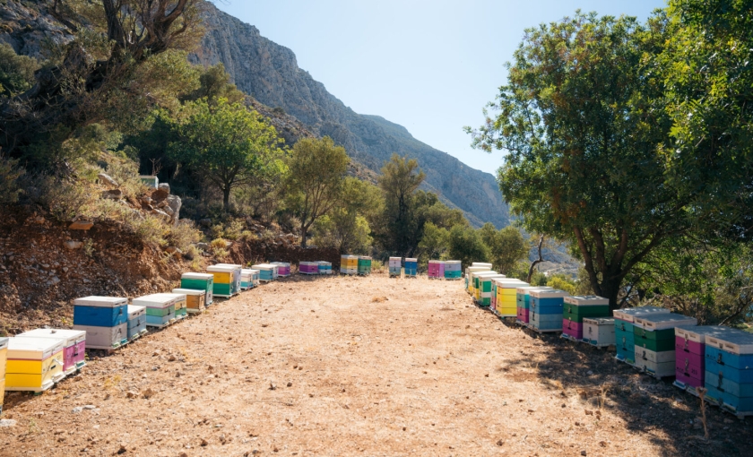 Ο γιατρός που έγινε μελισσοκόμος: Μια βιωματική συνάντηση στην Κάλυμνο